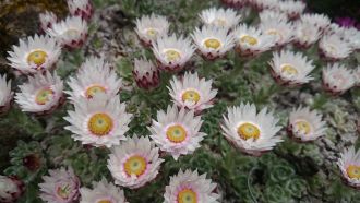 Helichrysum milfordiae - 8cm pot 